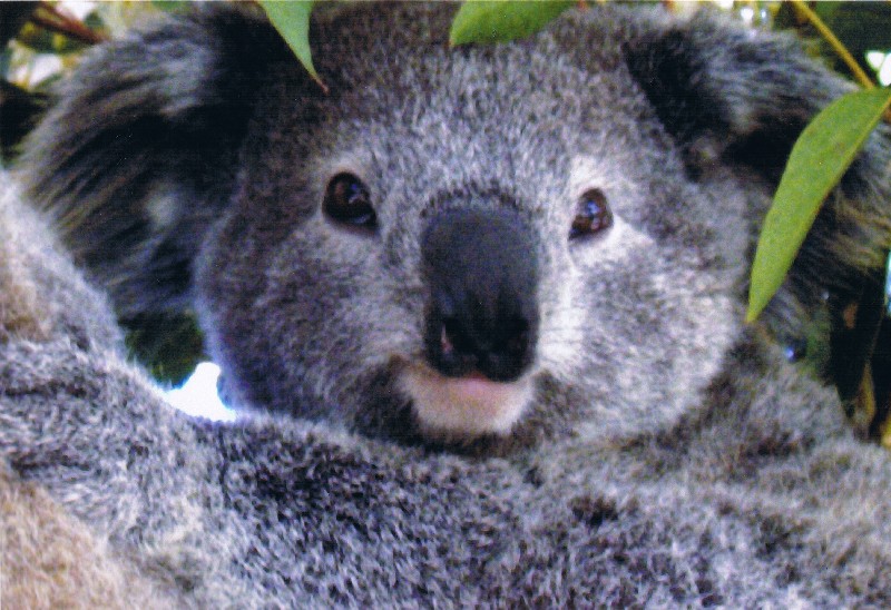 Koala Hospital