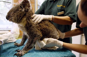 Koala Preservation Society of NSW