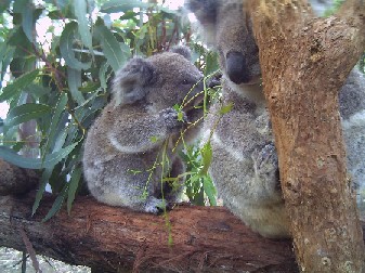 koala