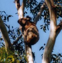 Sponsor a Gum Tree