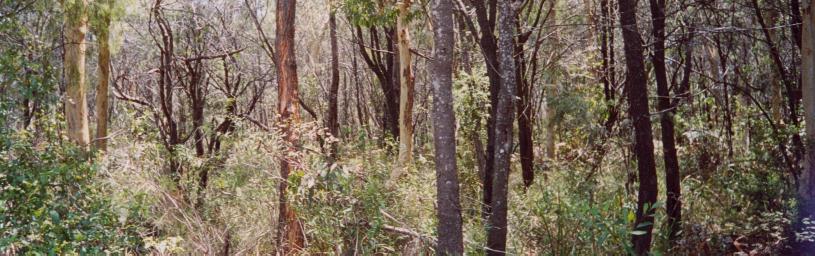 Bush Central Road