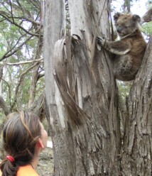 Koala Wilma
