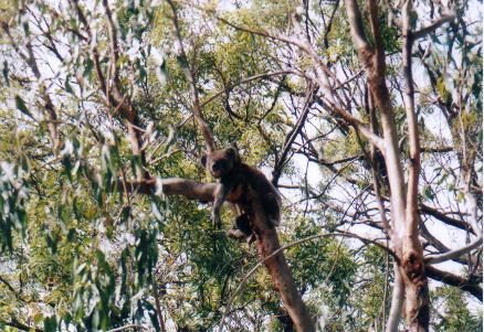 habitat