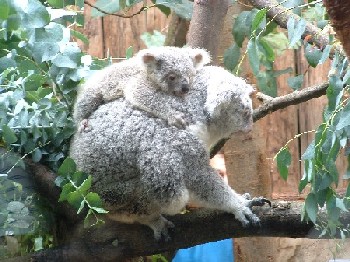 Koala Lift