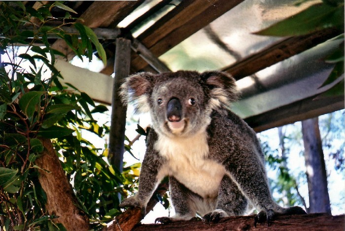 Koala Hospital