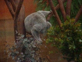 Mechelen Koala