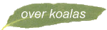 koala facts