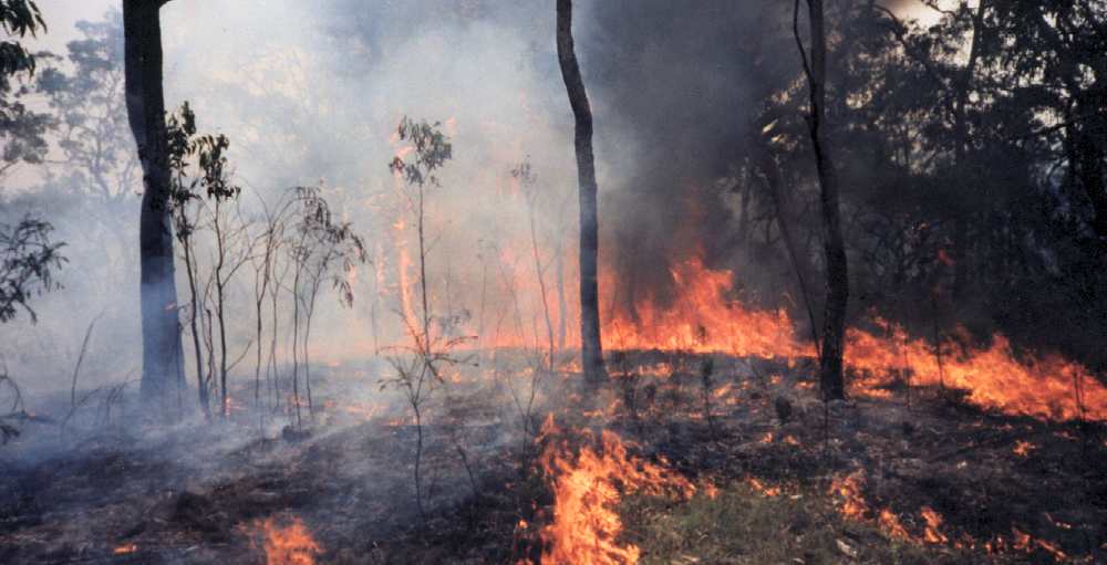 bush fire