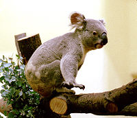 Koala in Wenen