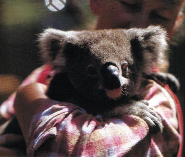 koala cuddle