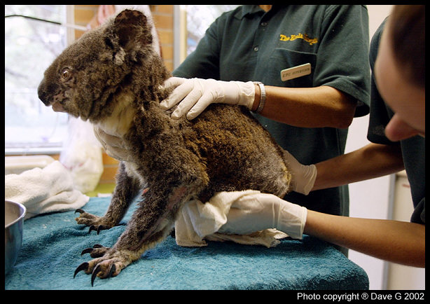 Koala Hospital