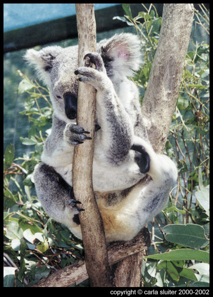 Koala Hospital