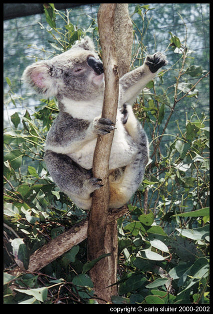Koala Hospital