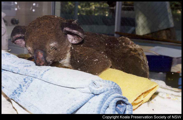 Koala Hospital